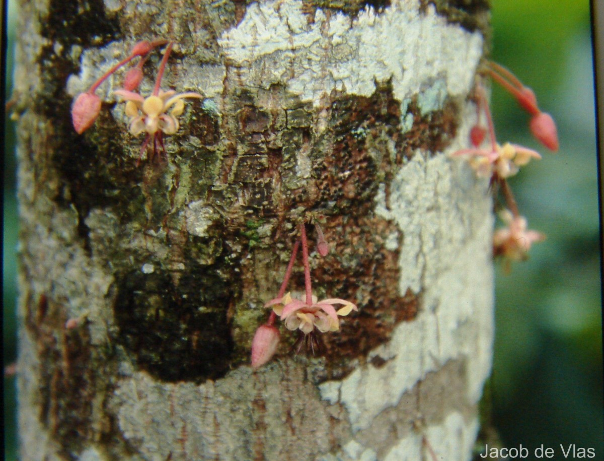 Theobroma cacao L.